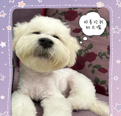 比熊犬的繁育周期及生产时间（探究比熊犬母犬的妊娠期、分娩过程和哺乳周期）