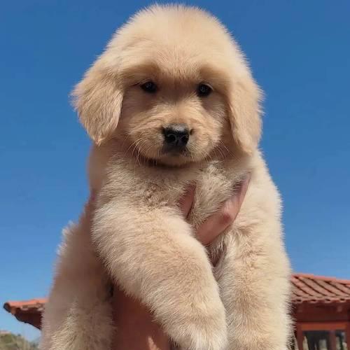 金毛犬成长时间及（探究金毛犬成长过程中的时长与特征）