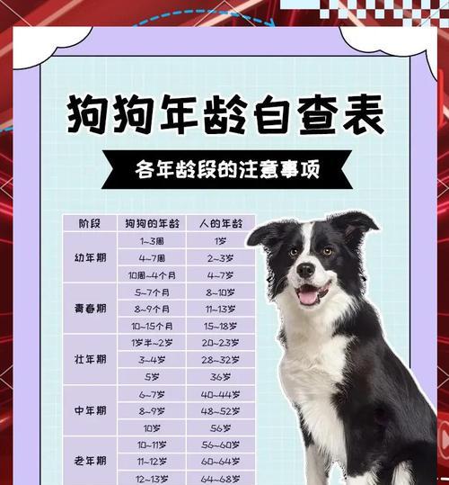 汪星人的最佳喂养方式（每天几餐最健康？）