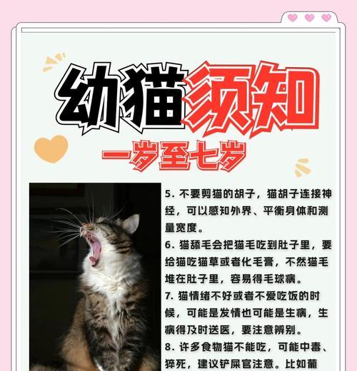 猫生育后多久可以洗澡的注意事项（如何合理安排猫咪的洗澡时间）