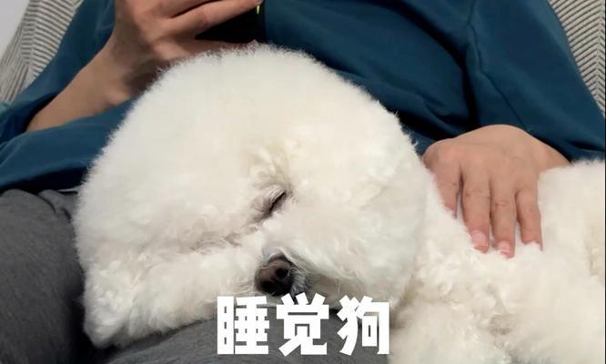 4个月大的狗狗睡眠需求及习惯（揭秘4个月大的小狗狗的睡眠规律与训练方法）