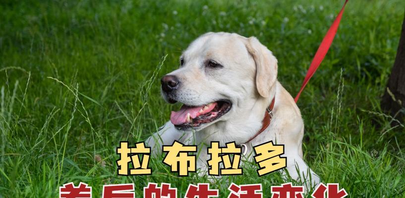 养狗一年需要多少费用？（了解养狗的经济成本及如何节省开支）
