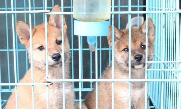 柴犬价格与颜色相关性的调查报告（不同颜色柴犬价格一览及市场趋势分析）