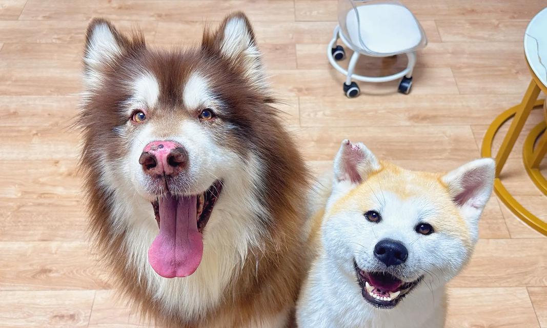 为何“秋田犬”养的人很少？——探寻其背后的六大原因