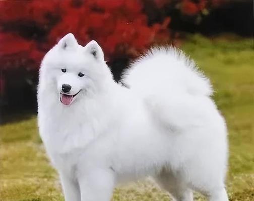 俄罗斯的犬类世界（探寻俄罗斯丰富多样的犬种）