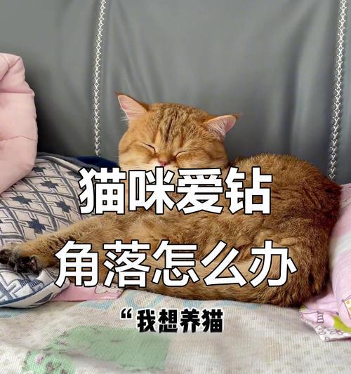 猫的睡眠习性与时长（揭秘猫咪每天的睡眠规律与行为习惯）