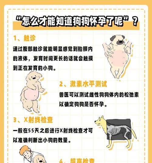 贵宾犬孕期的时长及注意事项（贵宾犬孕期多长？如何照顾贵宾犬的孕期？）