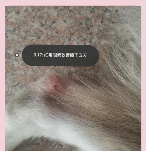 狗的伤口愈合时间有多长？（探索狗伤口的康复速度及关键因素）