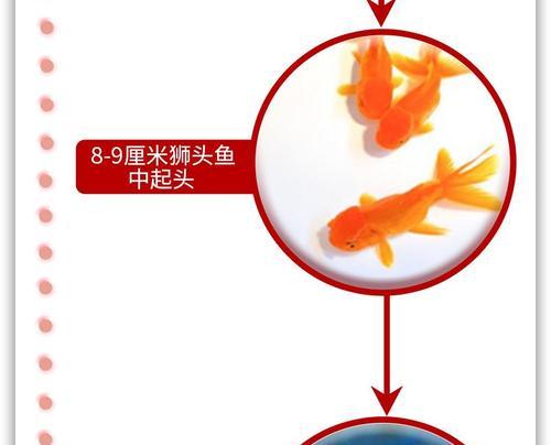 金鱼幼苗的成长周期（探秘金鱼从幼苗到成型的奇妙旅程）