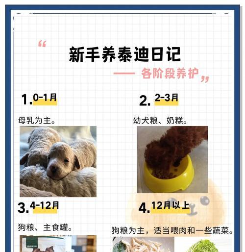 泰迪狗的成熟期（探究泰迪狗的生长发育过程及关键阶段）
