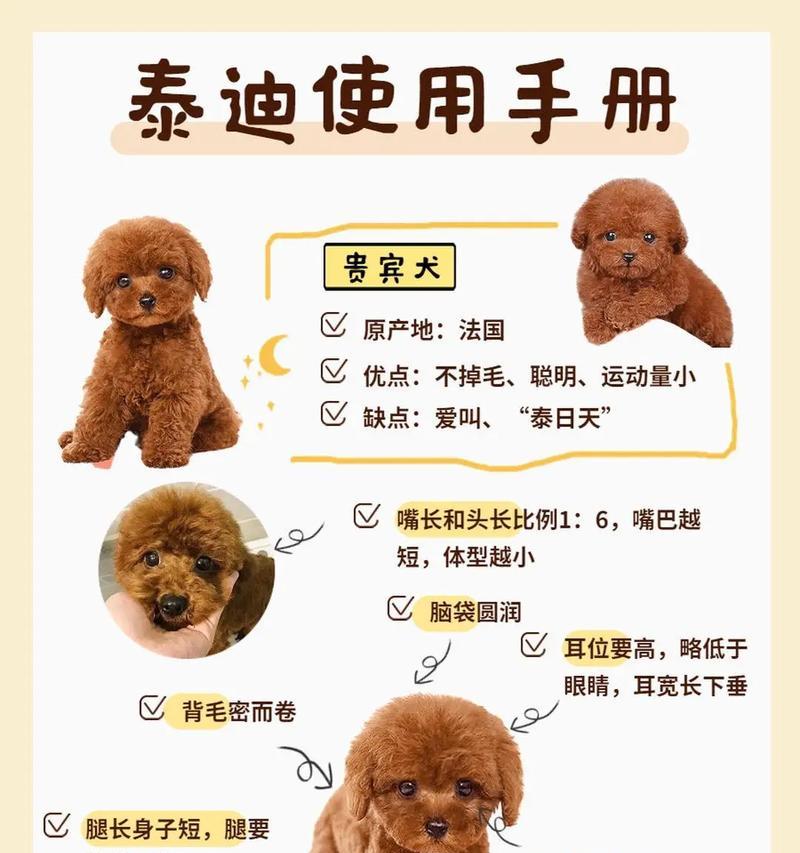 泰迪狗断尾的最佳时间及方法（探讨泰迪狗断尾的最佳时机以及合适的方法，保障宠物健康与福祉）