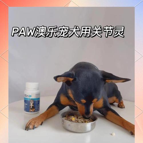 从小狗到大狗（揭秘小狗成长的过程及关键时间点）