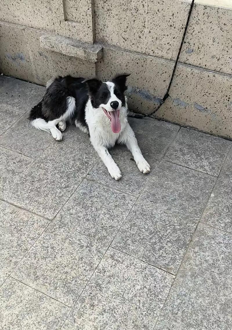 牧羊犬的成长周期及关键要素（探索牧羊犬成长的时间和条件，帮助您更好地照顾它们）