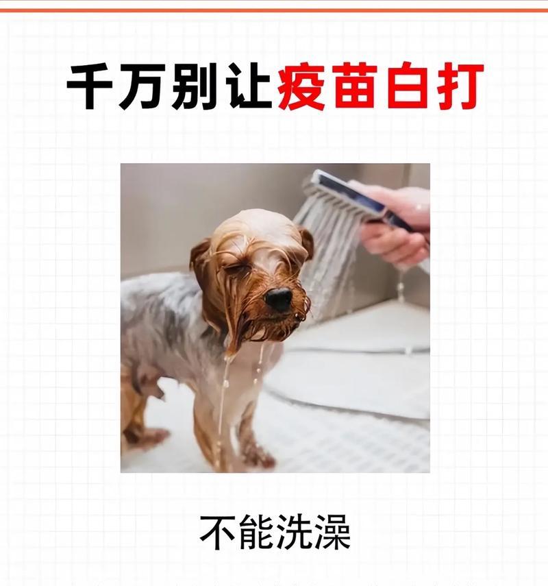 养狗狗需要打哪些疫苗？（了解狗狗的疫苗接种计划和注意事项）