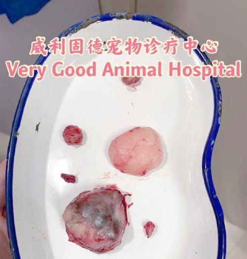 狗狗乳腺肿瘤手术后的生存期展望（乳腺肿瘤手术后，狗狗的生存期受到哪些因素的影响？）