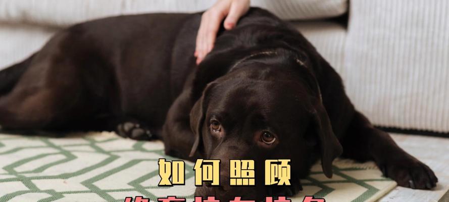 狗绝育术后进食注意事项（狗绝育术后多久可以开始进食及饮食调整建议）