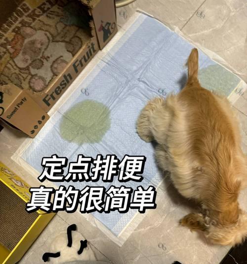 狗狗的排便频率与健康（了解狗狗的正常大小便周期及相关注意事项）