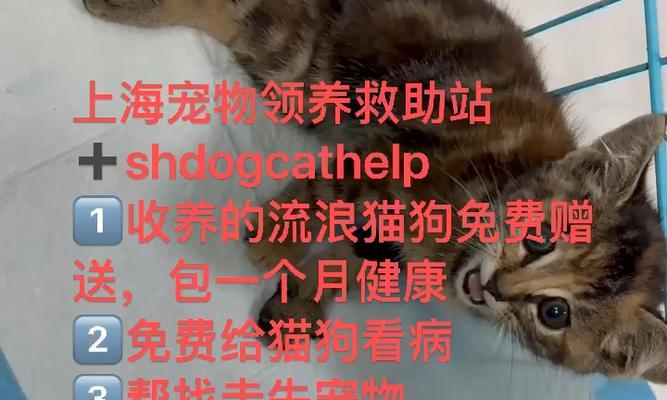 流浪猫体检全解析（了解流浪猫体检的步骤、意义和注意事项）