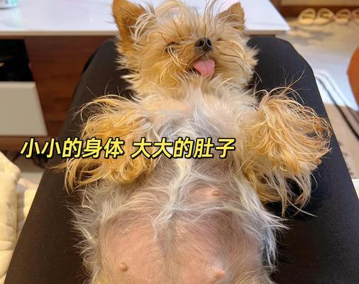 狗的生产过程和时间分析（揭开狗狗生产全过程，了解产仔时间的关键因素）