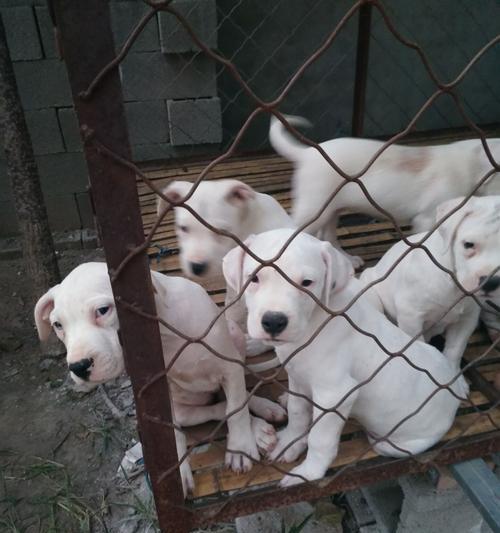 探寻杜高犬的血统之谜（杜高犬的血系）