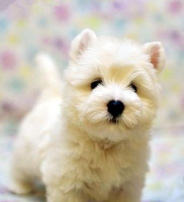 西高地犬的价格及素质要求（一只可爱的西高地犬的价值与品质）