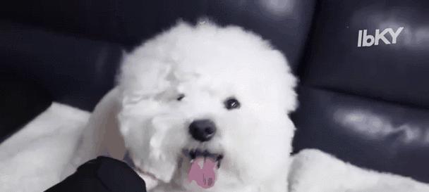 世界上最小的5种狗，萌到爆炸！（可爱程度不输大型犬，你喜欢哪一只？）