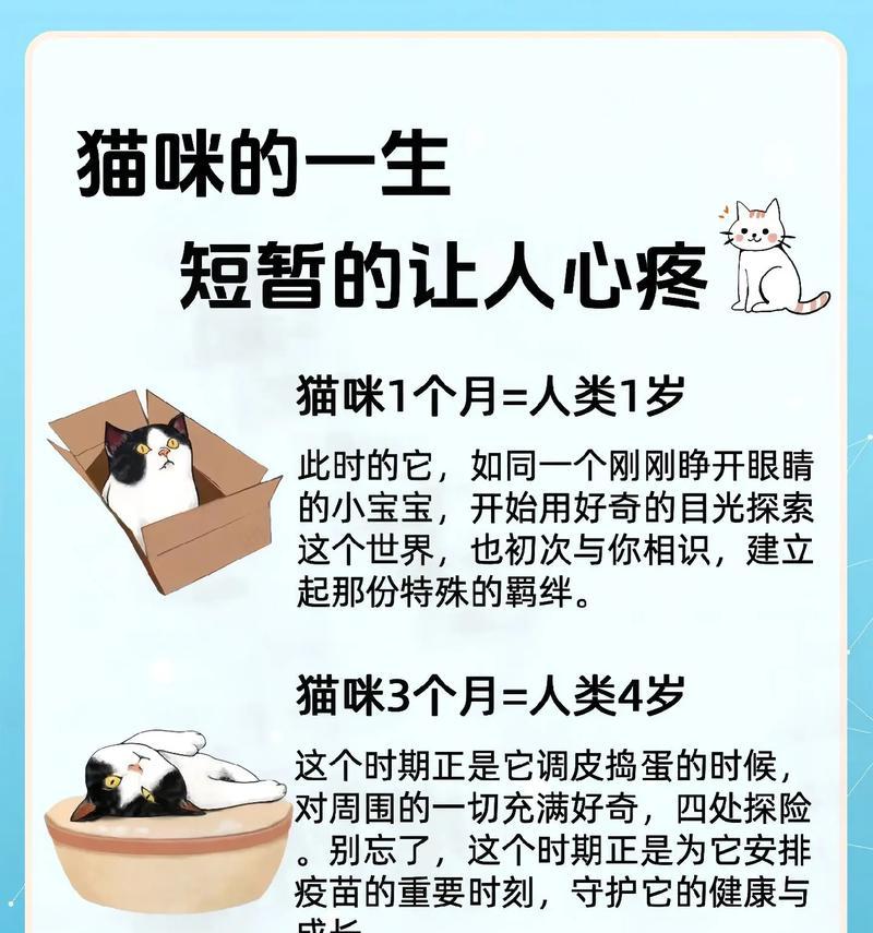 猫咪全生命周期体检项目合集（从幼猫到老猫，保障猫咪健康的必备体检项目）