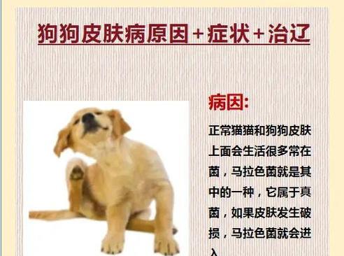 泰迪皮肤病的治愈时间和方法（探讨泰迪皮肤病的治疗周期和有效方法）