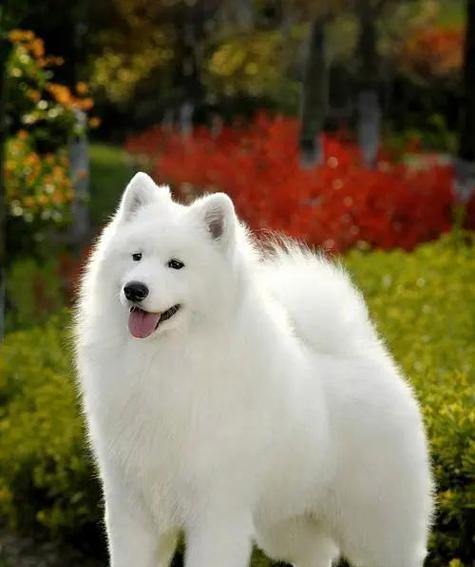 萨摩耶犬价格及性格全解析（了解萨摩耶犬的价格以及其可爱而友善的性格）