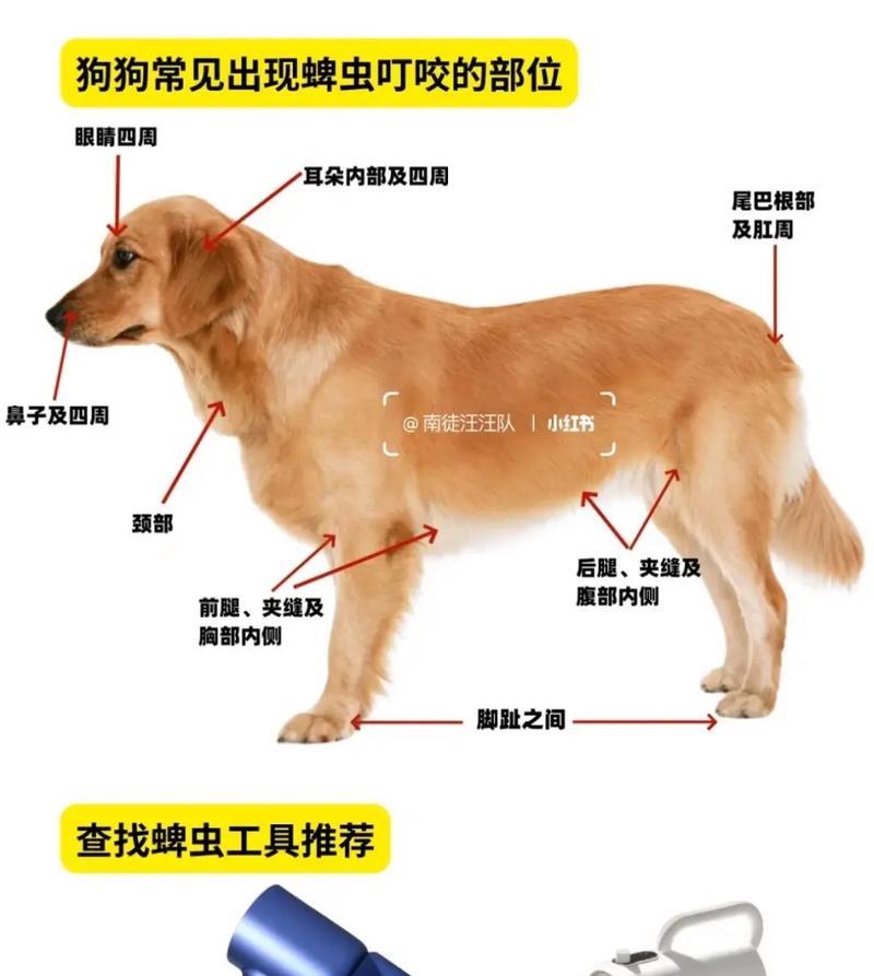 遇到狗狗身上的蜱虫，不要慌！（用这3招快速处理）