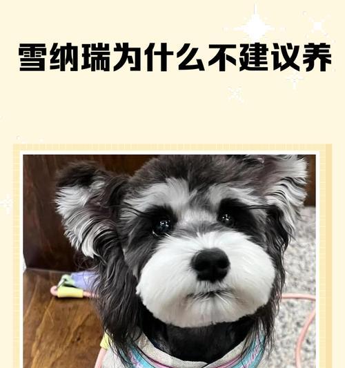 雪纳瑞月经期长短对配种的影响（了解雪纳瑞月经周期，选择最佳配种时机）