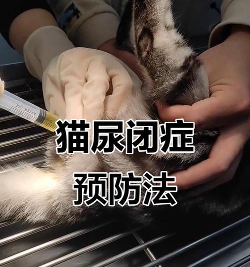 如何为猫进行全面检查（了解猫咪健康的关键）