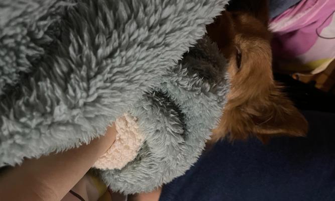 揭秘狗狗背上的问题（深入了解狗狗背部问题，守护爱宠的健康）