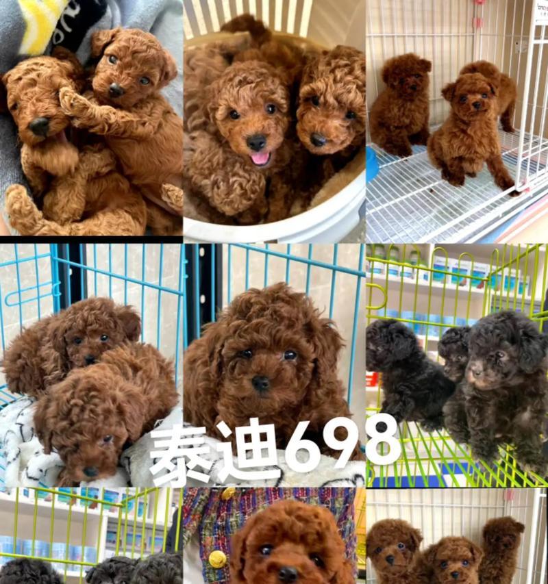 泰迪疫苗接种指南（了解泰迪疫苗接种及注意事项，宠物健康无忧！）