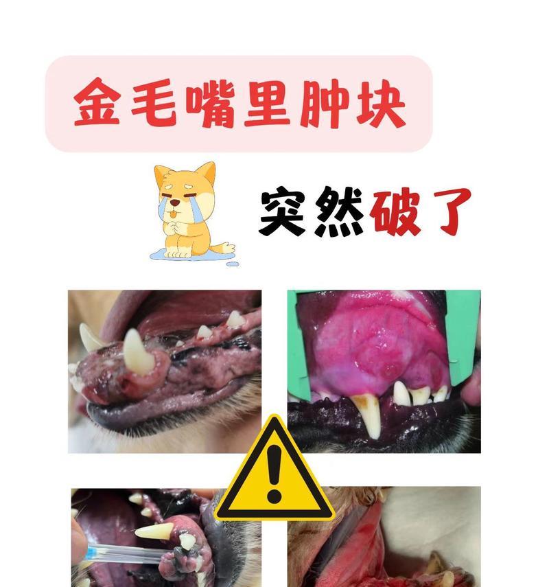 狗狗常见肿瘤及治疗方法（了解狗狗肿瘤种类，及时有效治疗）