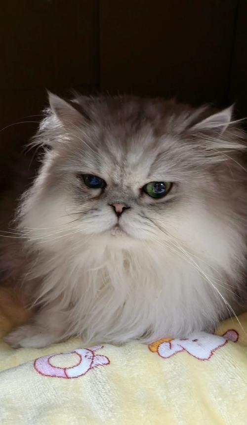 小猫拉肚子多久能吃饭的注意事项（了解小猫拉肚子的时间长短，保证饮食健康）