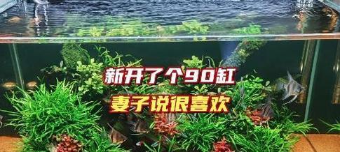 草缸养鱼（探索草缸养鱼的饲养周期和喂养频率）