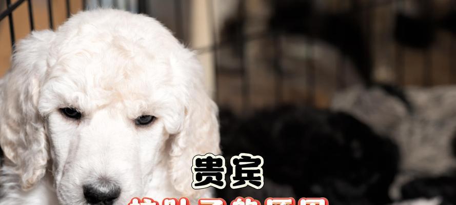 泰迪犬拉稀的原因及处理方法（探究泰迪犬拉稀的原因和给予适当的处理方式，让你的宠物恢复健康）