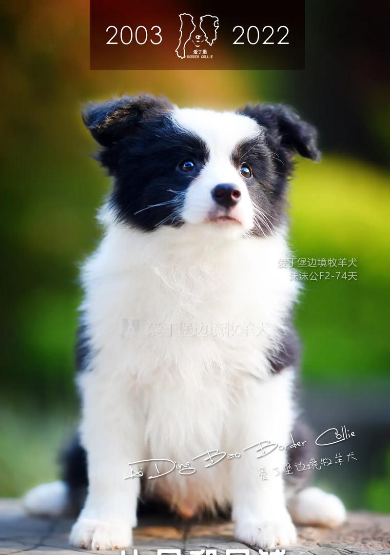 幼犬适应环境需要的时间和方法（幼犬适应环境的关键是耐心和温暖）