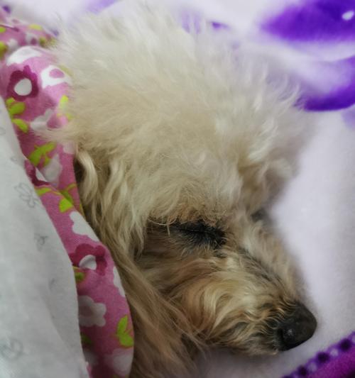狗狗睡眠需求（探索3个月大狗狗的睡眠习惯及其对健康的影响）