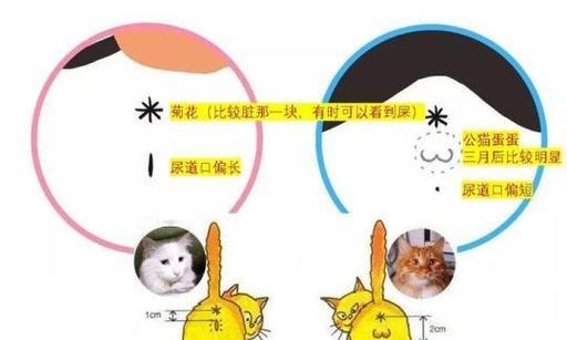 如何分辨小猫的出生时长？（掌握关键指标，判断小猫的年龄段）