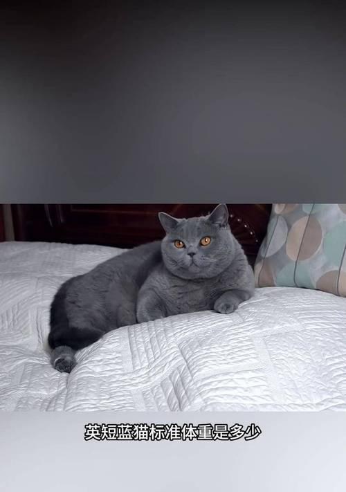 英短猫的标准体重与健康状况（探究英短猫的理想体重范围及其影响因素）