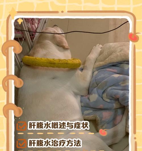 狗腹水的症状及其诊断与治疗（了解狗腹水，早发现早治疗）