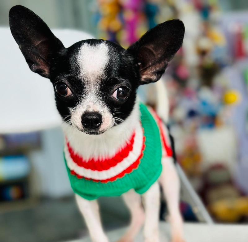 吉娃娃幼犬疫苗接种指南（关注幼犬免疫健康，养出健康快乐的吉娃娃）