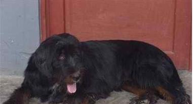 鹰叭犬——一种勇敢而聪明的工作犬（鹰叭犬的特征、性格及培养技巧）