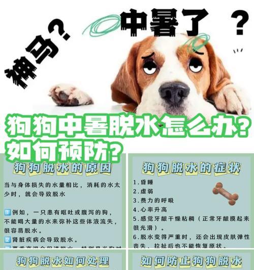 狗狗的脱水状况会导致生命危险吗？（了解狗狗脱水的症状和预防措施，）