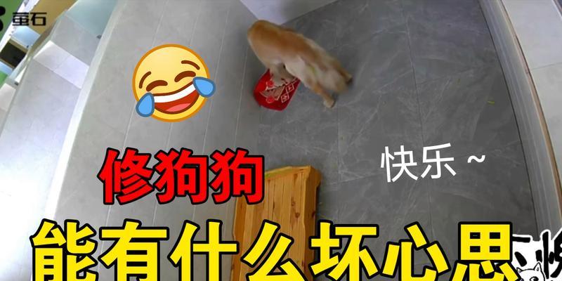 狗狗打了石膏，拆除需谨慎（宠物护理的关键细节和时间把握）