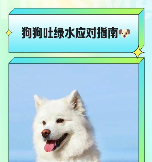 狗狗催吐有效的时间段及关键因素解析（揭秘狗狗催吐的黄金时间和关键要素，让你的宠物更安全）