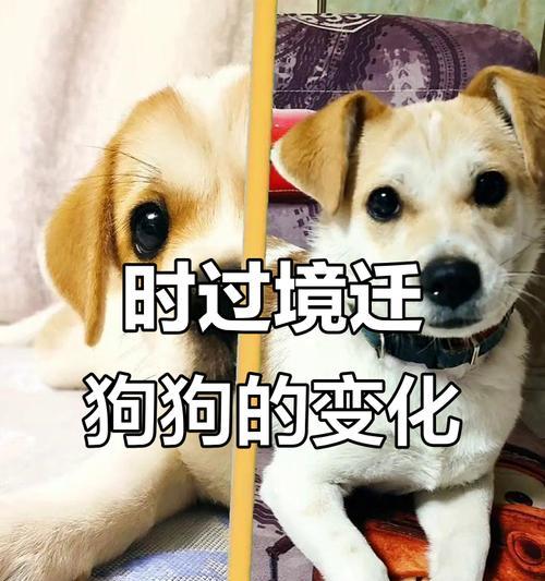 小狗的成长轨迹（小狗成长的喜悦与挑战，探索它的变化与成就）
