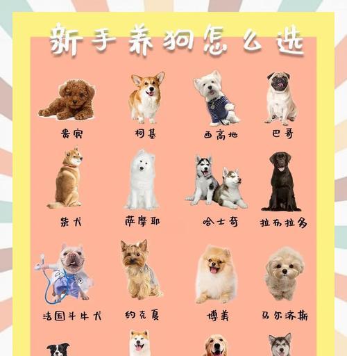新手养狗别乱买，这些才是狗狗的必备物品（为你的狗狗提供最基本的生活需求）